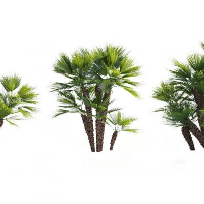 现代热带树木 棕榈树