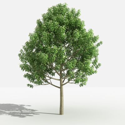 新中式乐昌含笑 灌木 树 植物 花 草 景观植物 园林 小区植物