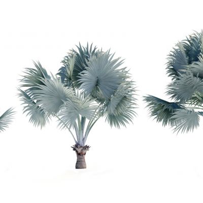 现代热带树木 棕榈树