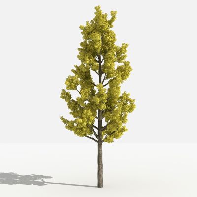 中式银杏 灌木 树 植物 花 草 景观植物 园林 小区植物