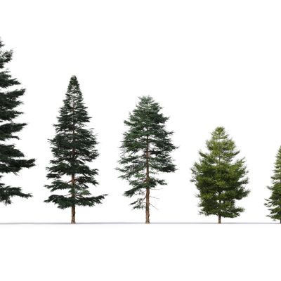 现代树木红云杉