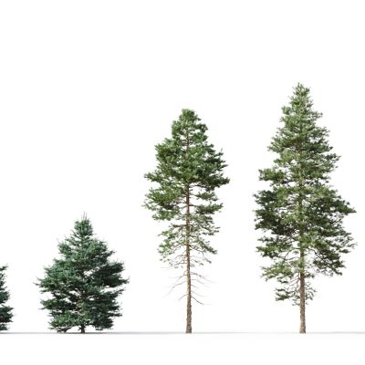 现代树木杉树冷杉