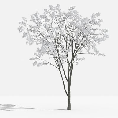 中式山樱花 灌木 树 植物 花 草 景观植物 园林 小区植物