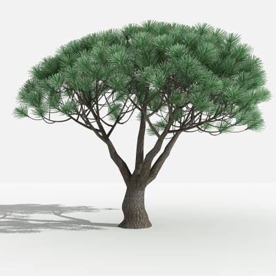 中式五针松 灌木 树 植物 花 草 景观植物 园林 小区植物