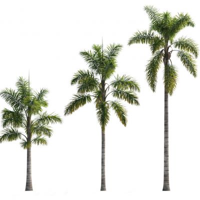 现代椰子树植物