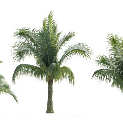 现代热带树木 棕榈树