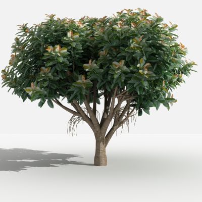 中式橡皮榕大 灌木 树 植物 花 草 景观植物 园林 小区植物