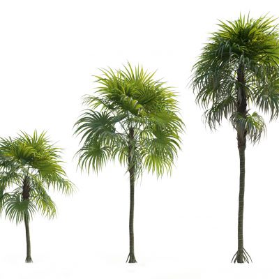 现代热带棕榈树