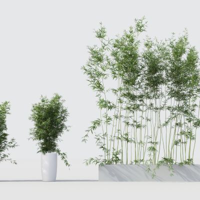 现代竹子 植物 花卉