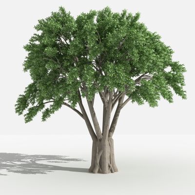 中式小叶榕 灌木 树 植物 花 草 景观植物 园林 小区植物