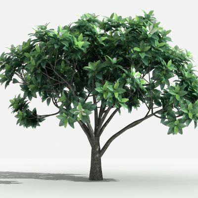 中式山玉兰 灌木 树 植物 花 草 景观植物 园林 小区植物