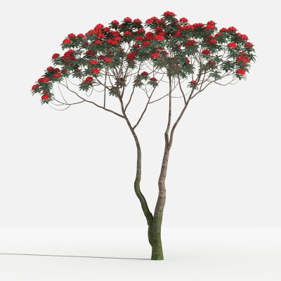 中式马缨花 灌木 树 植物 花 草 景观植物 园林 小区植物