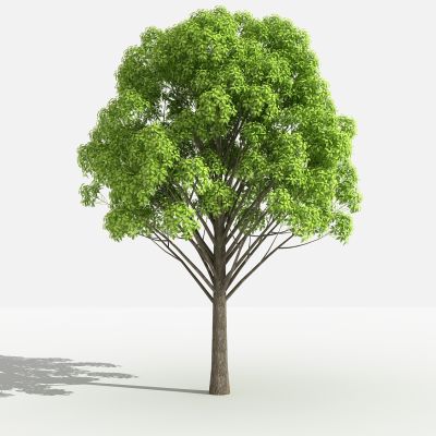 中式小叶樟 灌木 树 植物 花 草 景观植物 园林 小区植物