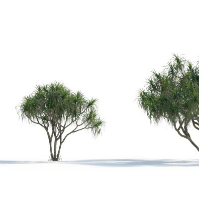 现代热带棕榈树 椰子树 景观树3D模型