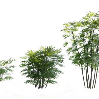 现代热带植物 棕竹