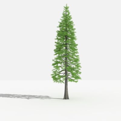 中式落叶杉 灌木 树 植物 花 草 景观植物 园林 小区植物