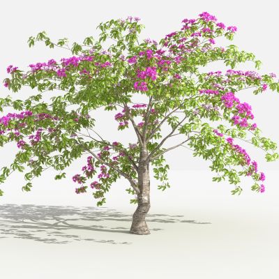 中式叶子花丛 灌木 树 植物 花 草 景观植物 园林 小区植物