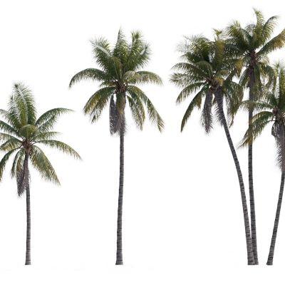 现代椰子树植物
