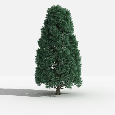 中式罗汉松 灌木 树 植物 花 草 景观植物 园林 小区植物