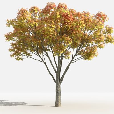 中式三角枫 灌木 树 植物 花 草 景观植物 园林 小区植物