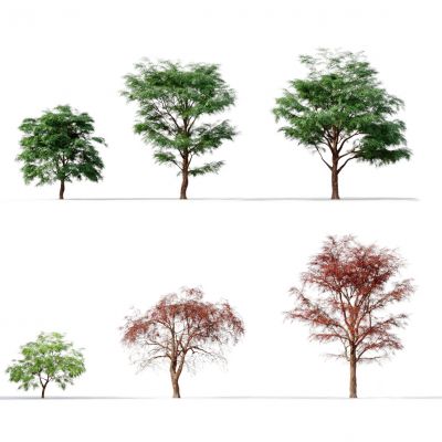 现代树木落羽杉