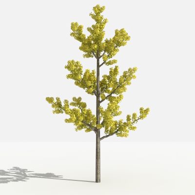 中式银杏 灌木 树 植物 花 草 景观植物 园林 小区植物