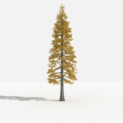 中式落叶杉 灌木 树 植物 花 草 景观植物 园林 小区植物