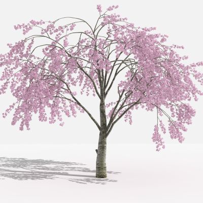 中式樱花 灌木 树 植物 花 草 景观植物 园林 小区植物