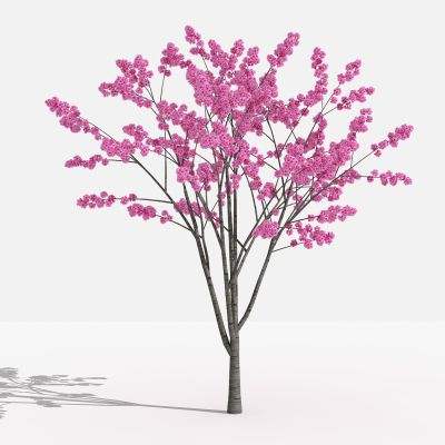 中式樱花 灌木 树 植物 花 草 景观植物 园林 小区植物