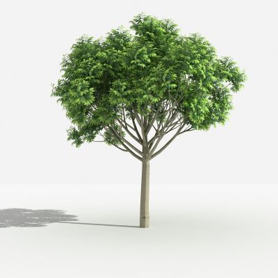 中式天竺桂 灌木 树 植物 花 草 景观植物 园林 小区植物