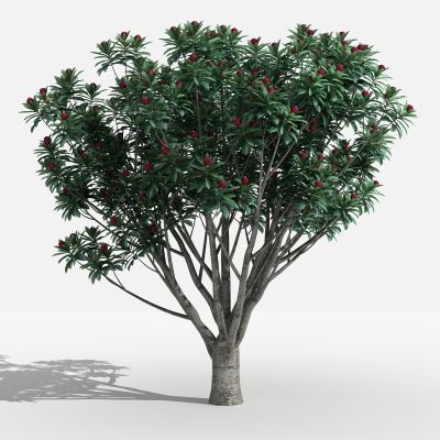 中式杨梅 灌木 树 植物 花 草 景观植物 园林 小区植物