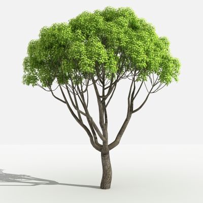 中式小叶樟 灌木 树 植物 花 草 景观植物 园林 小区植物