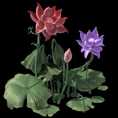 中式荷花 景观 植物