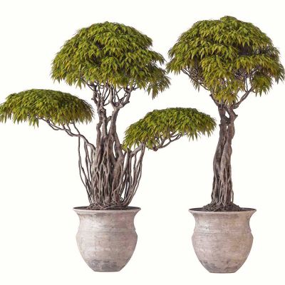 现代花草盆栽组合