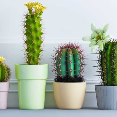 现代仙人掌盆栽