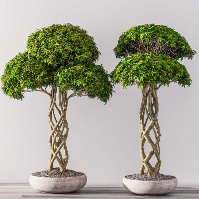 现代花草盆栽组合