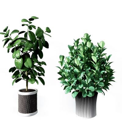 现代绿植盆栽组合