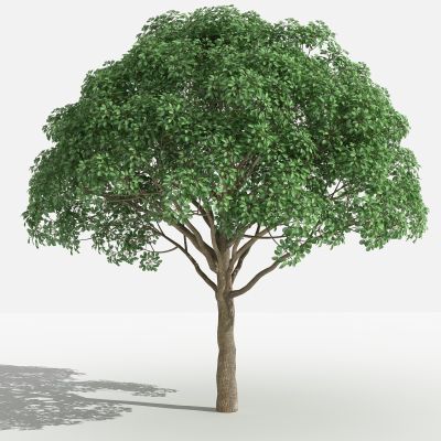 中式重阳木 灌木 树 植物 花 草 景观植物 园林 小区植物