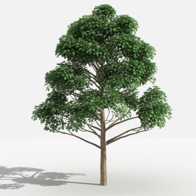 中式重阳木 灌木 树 植物 花 草 景观植物 园林 小区植物