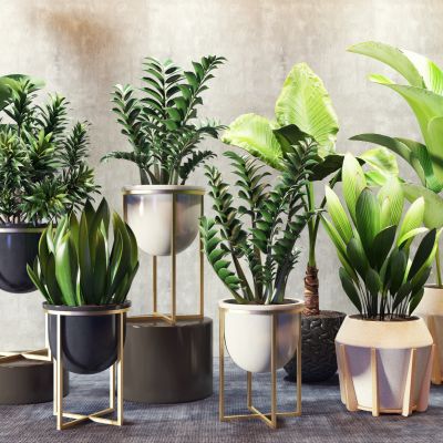 现代植物 盆景 装饰物