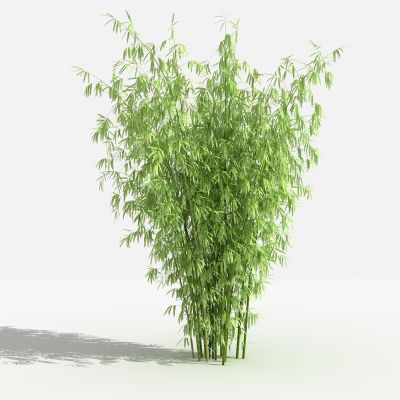 中式竹子 灌木 树 植物 花 草 景观植物 园林 小区植物