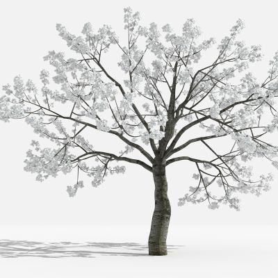 中式樱花白 灌木 树 植物 花 草 景观植物 园林 小区植物