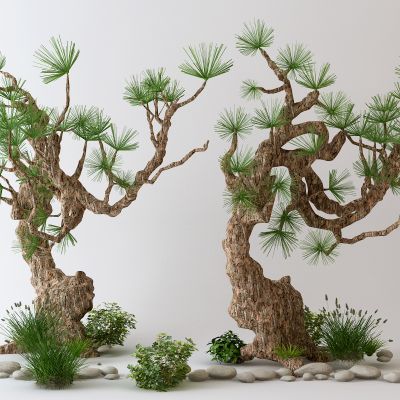 中式景观树 盆栽树