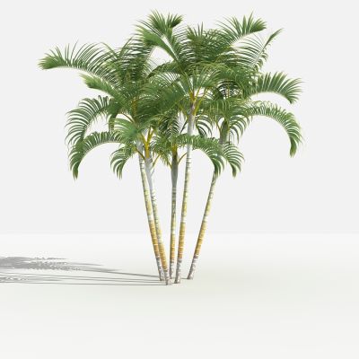 中式散尾葵 灌木 树 植物 花 草 景观植物 园林 小区植物