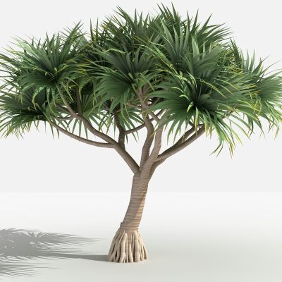 中式露兜 灌木 树 植物 花 草 景观植物 园林 小区植物