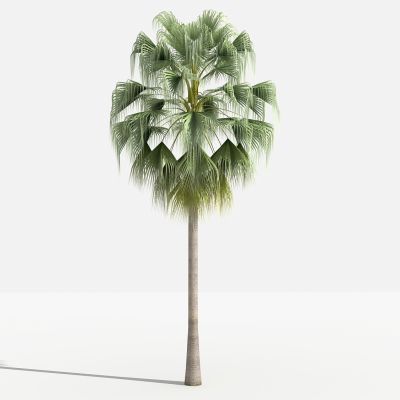 中式蒲葵 灌木 树 植物 花 草 景观植物 园林 小区植物