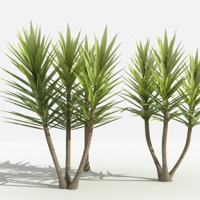 中式荷兰铁 灌木 树 植物 花 草 景观植物 园林 小区植物