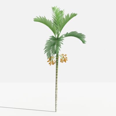 中式槟榔 灌木 树 植物 花 草 景观植物 园林 小区植物