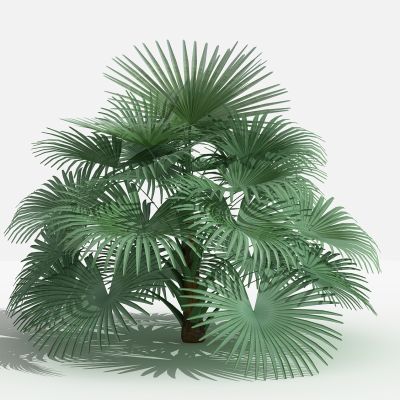 中式琼棕 灌木 树 植物 花 草 景观植物 园林 小区植物