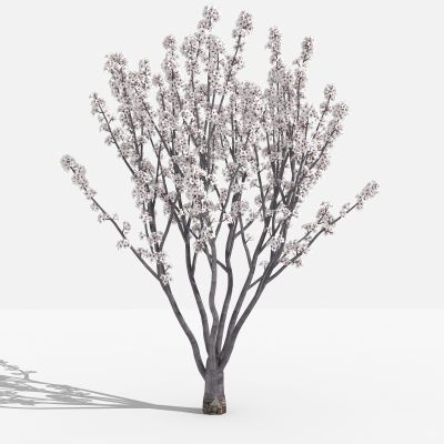 中式紫叶李 灌木 树 植物 花 草 景观植物 园林 小区植物